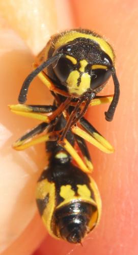 Eumenes sp.